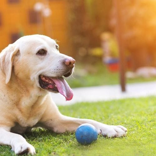 Can Pets Get Sunburned?