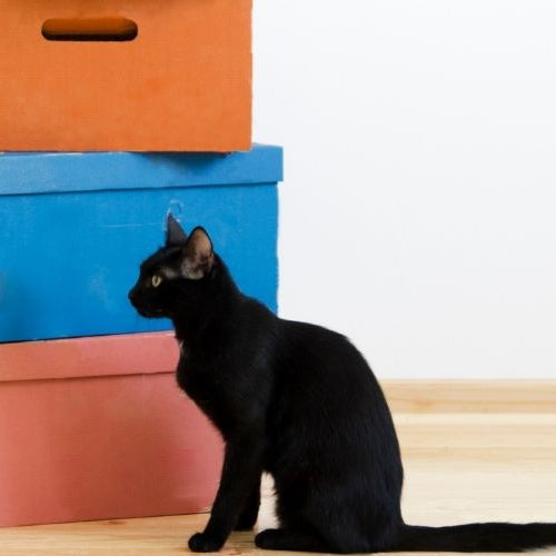 Tips for Moving to a New Home With a Cat