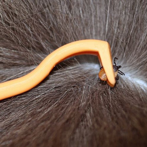 How to Remove a Tick From Your Pet Safely and Easily