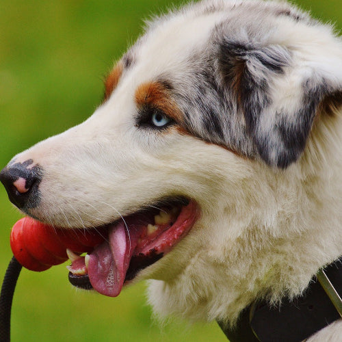 Perfect Dog Stuffing Treats