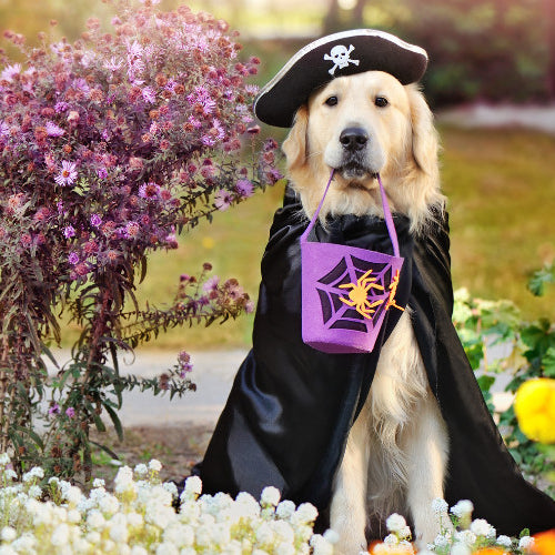Pet Costumes 101: How to Choose a Comfortable and Safe Halloween Outfit