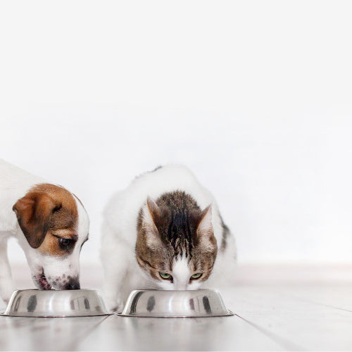 Pet Health Goals for the New Year: A Pawsitive Start