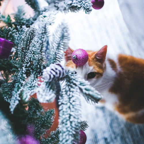Having a Pet-Safe Holiday: Tips for a Festive, Furry-Friendly Home