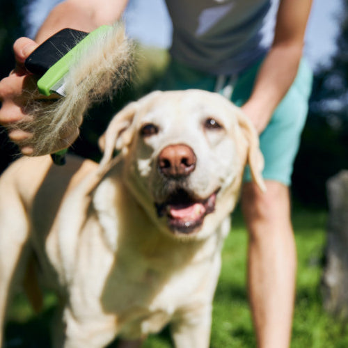 Shedding Season Solutions: Managing Pet Hair at Home
