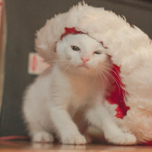 Pet Dangers During the Holiday Season