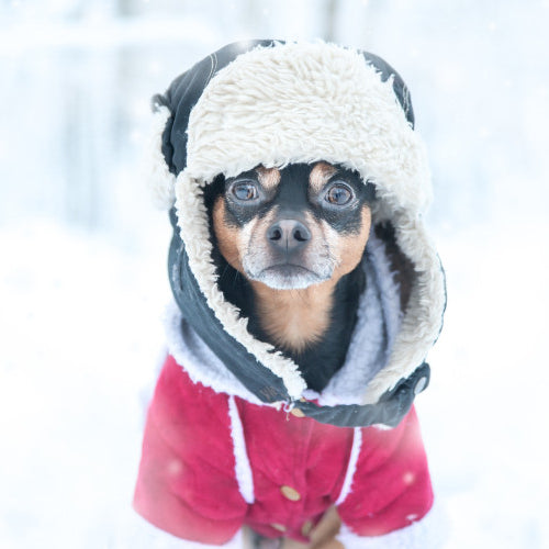 Preparing Your Pets for Winter: Cold-Weather Essentials