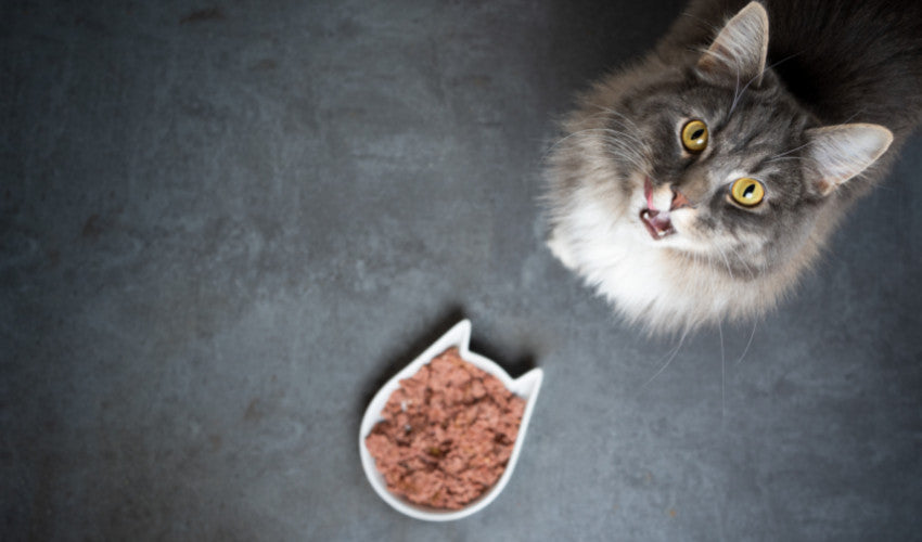 Do Cats Need High-Protein Cat Food?