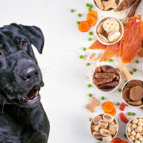 Pumpkin Spice & Everything Nice: Fall Treats Your Pet Will Love