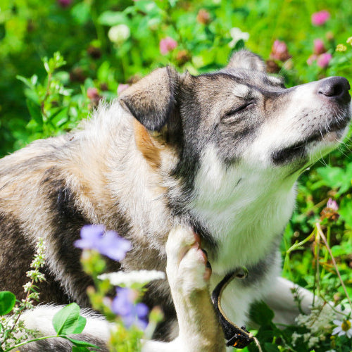 Springtime Pet Safety: How to Keep Your Pet Safe from Allergies & Pests