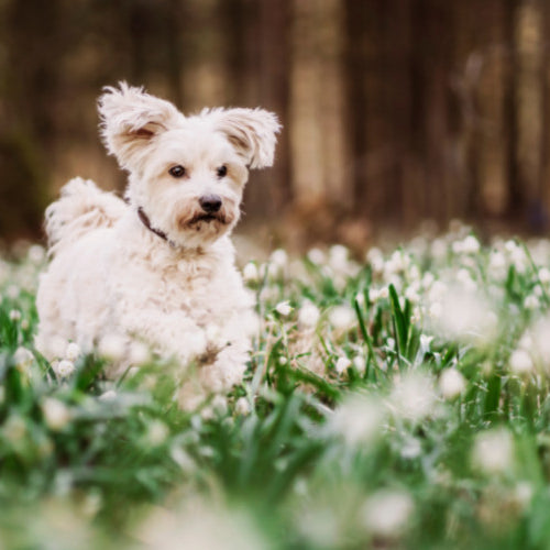 Springtime Pet Care Tips