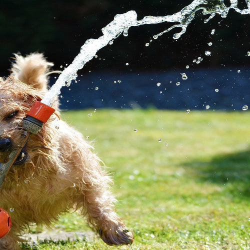 Summer Tips For Your Pet