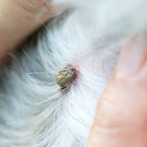 Where to Look for Ticks on Pets