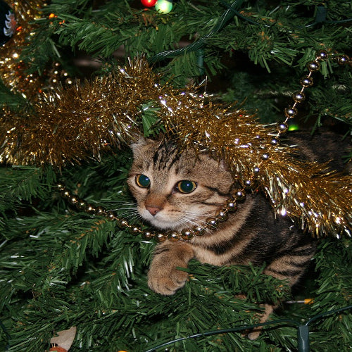 Tips to Keep Pets and Christmas Trees Separate