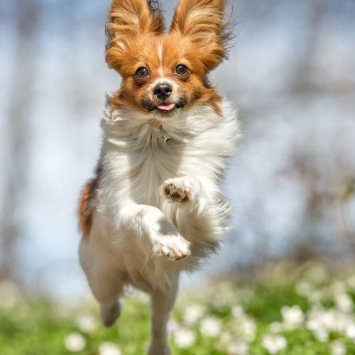 Spring Pet Care Tips: Keep Your Pet Happy & Healthy This Season