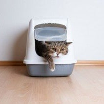 How to Train a Cat to Use a Litter Box in a New Location