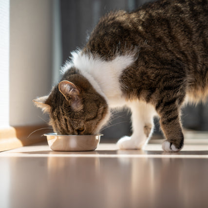 Cat FoodA tabby cat with white patches is eating from a metal bowl on a wooden floor, bathed in warm sunlight. The scene is peaceful and content.