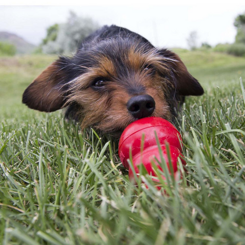 Kong Peanut Butter Easy Treat for Dogs