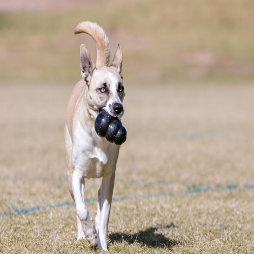 Kong Extreme Dog Toy