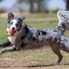 Kong AirDog Squeakair Birthday Balls Dog Toy