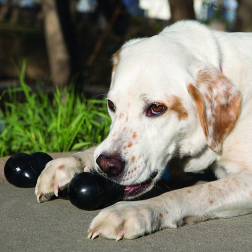 Kong Extreme Goodie Bone Dog Toy