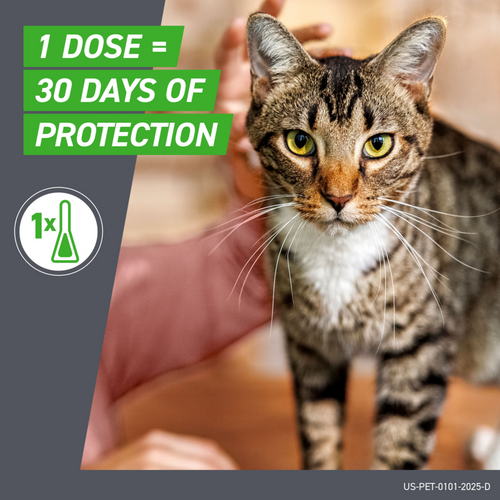 Frontline Plus for Cats