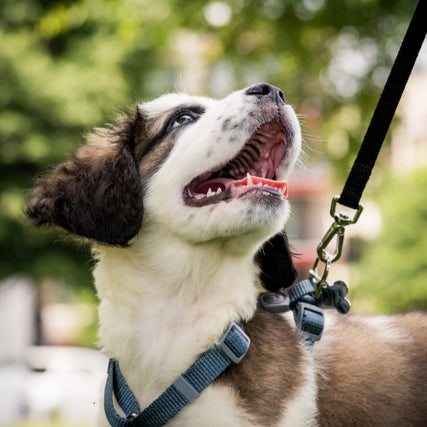 Dog SuppliesA happy, brown and white puppy on a leash looks up with an open mouth. The background is a blurry park with lush green trees, conveying a joyful mood.