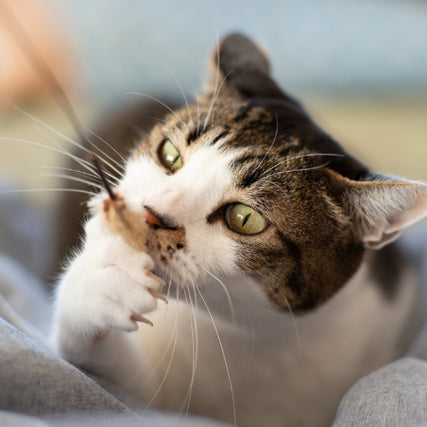 Cat SuppliesA curious tabby cat playfully bites at a brown object, its green eyes focused intently. The background is softly blurred, creating a cozy atmosphere.