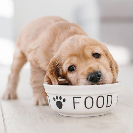 Dog FoodA small golden-brown puppy eagerly eats from a white bowl labeled 